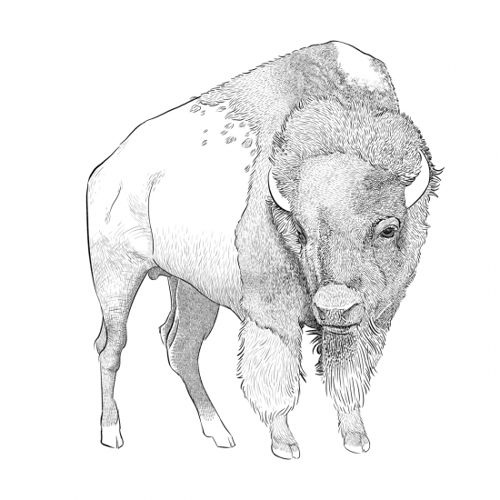 A pen & ink style digital drawing of a bison.