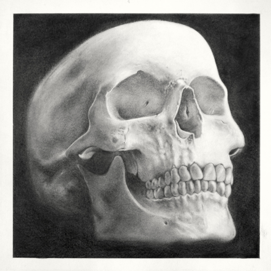 A realistic charcoal rendering of a human skull on a dark background.